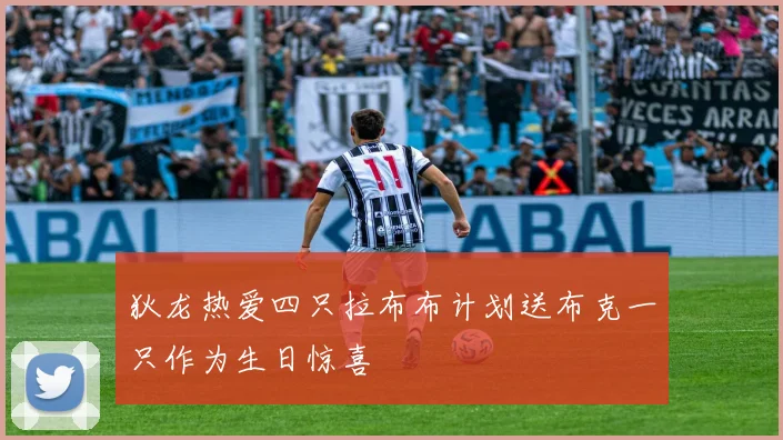 狄龙热爱四只拉布布计划送布克一只作为生日惊喜